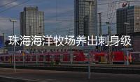 珠海海洋牧场养出刺身级美味�！10万斤章红鱼抢“鲜”上市