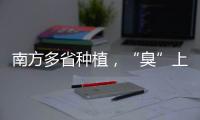 南方多省种植	，“臭”上热搜的石楠花怎么成为了城市绿化的“性价比之王”�？丨硬核唠科