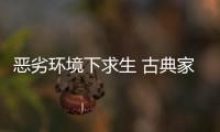 恶劣环境下求生 古典家具企业需要品牌、定位和创新