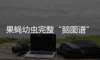 果蝇幼虫完整“脑图谱”绘制完成