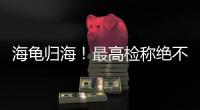 海龟归海！最高检称绝不放纵破坏资源环境非法行为