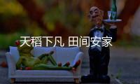 天稻下凡 田间安家