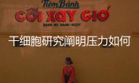 干细胞研究阐明压力如何影响毛发生长